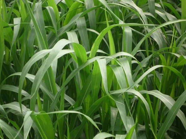 高丹草種植后可以生長(zhǎng)幾年 高丹草種植后可以生長(zhǎng)幾年