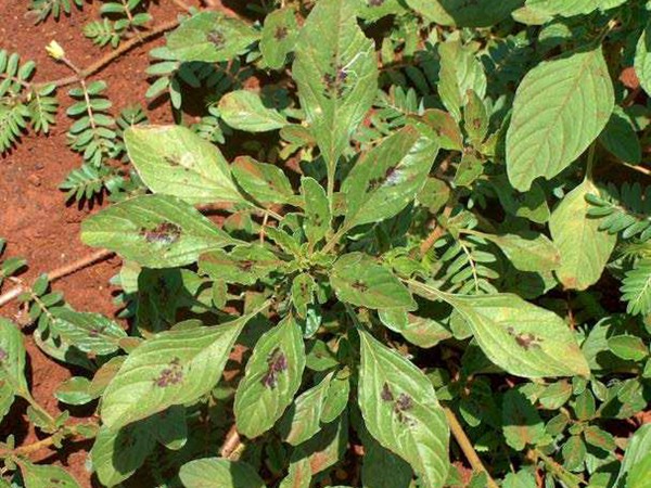 一畝籽粒莧可以養(yǎng)幾頭豬 一畝籽粒莧可以養(yǎng)幾頭豬