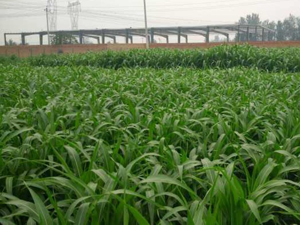 大力士甜高粱怎么用來(lái)喂養(yǎng)牛羊 大力士甜高粱怎么用來(lái)喂養(yǎng)牛羊