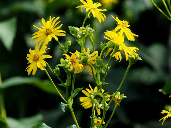 串葉松香草 串葉松香草