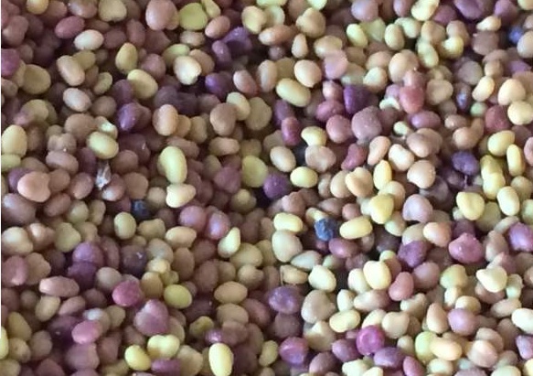 白三葉草種子什么時候播種 白三葉草種子什么時候播種