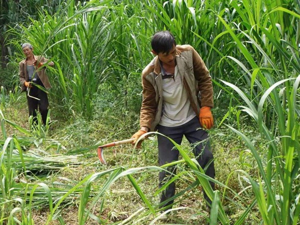 大力士甜高粱一年能割幾次 大力士甜高粱一年能割幾次
