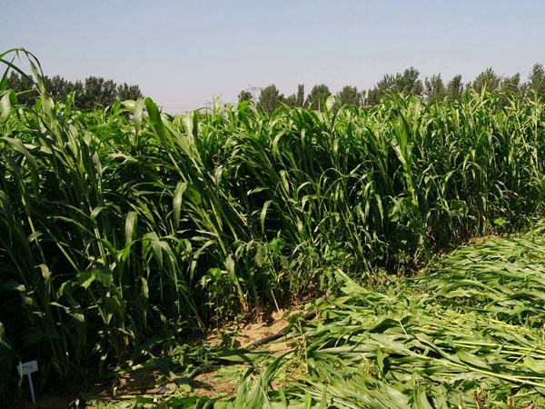 大力士甜高粱可以留種子嗎？