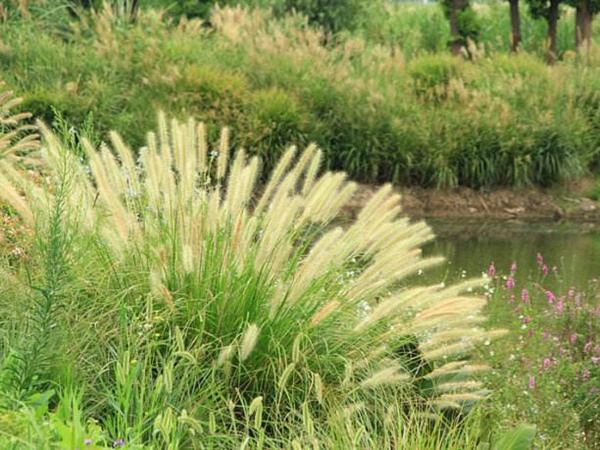 雜交狼尾草的畝產(chǎn)量是多少 雜交狼尾草的畝產(chǎn)量是多少