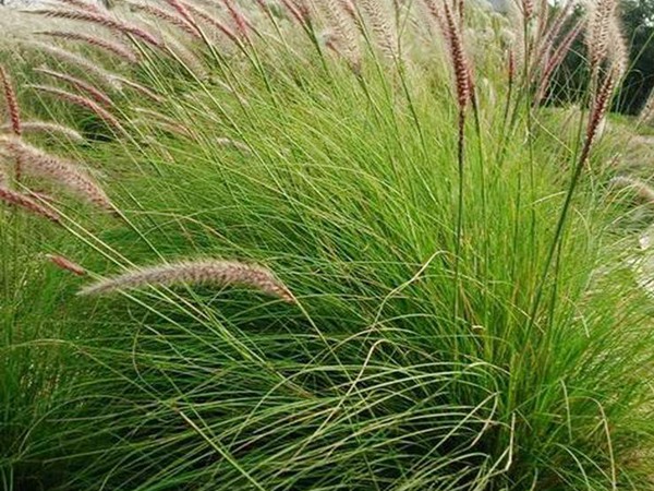 雜交狼尾草可以喂哪些家畜 雜交狼尾草可以喂哪些家畜