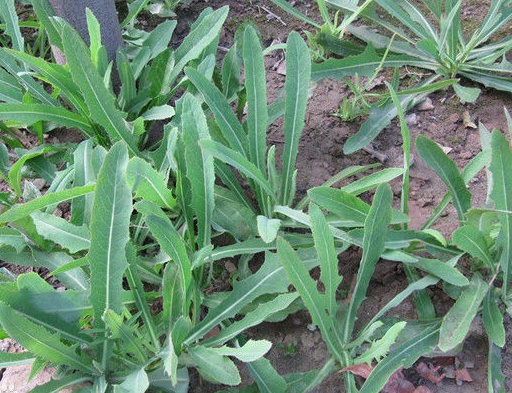 苣荬菜 苣荬菜