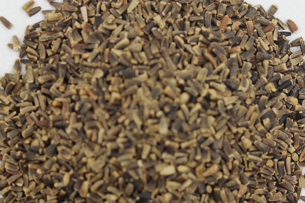 將軍菊苣種子的催芽方法