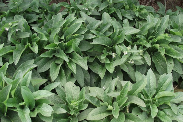 俄羅斯飼料菜種子畝播種用量 俄羅斯飼料菜種子畝播種用量