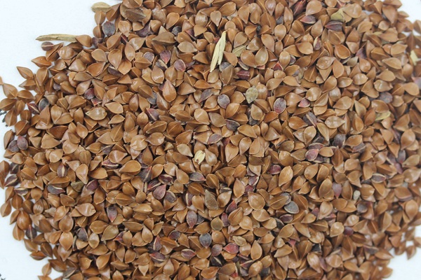 魯梅克斯種子如何播種