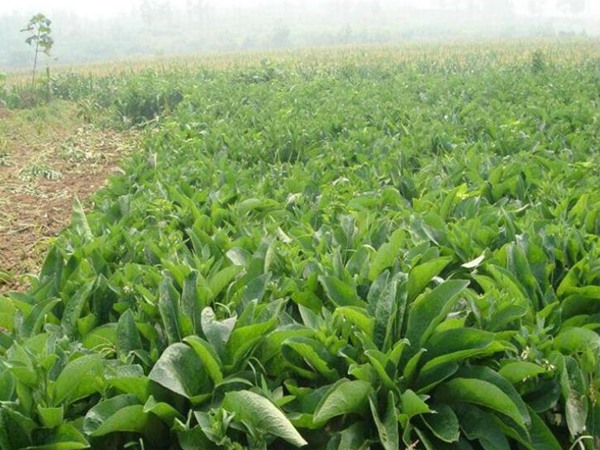 魯梅克斯種子如何播種