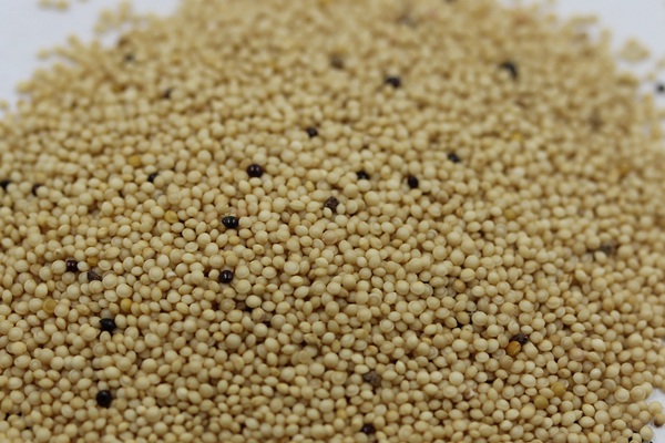 籽粒莧種子什么時候播種比較合適？我們來詳細看看