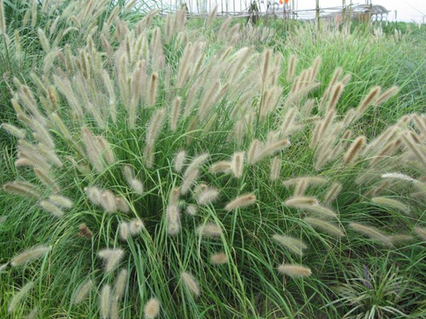 雜交狼尾草種植技術(shù)及高產(chǎn)技巧 雜交狼尾草種植技術(shù)及高產(chǎn)技巧