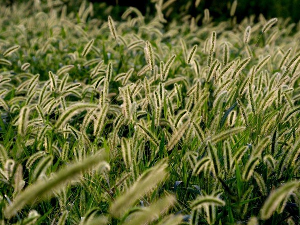 雜交狼尾草和皇竹草對(duì)比 雜交狼尾草和皇竹草對(duì)比