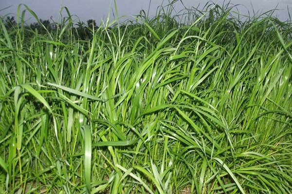 牧草黑麥草一畝地用多少種子？如何把握用量呢