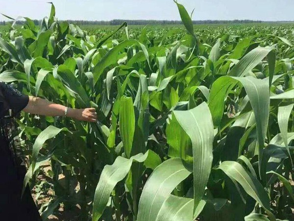 1561975378643314.jpg 11.jpg