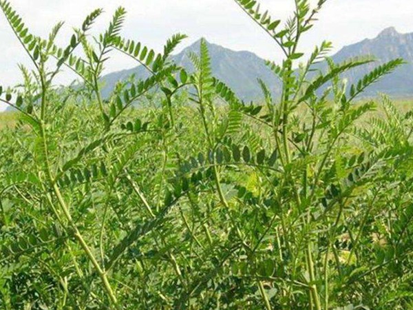 沙打旺做牛羊飼草怎么樣? 沙打旺做牛羊飼草怎么樣?