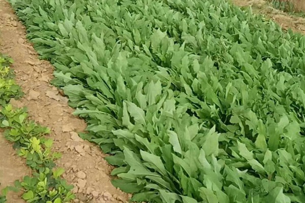 什么牧草養鵝最好 什么牧草養鵝最好