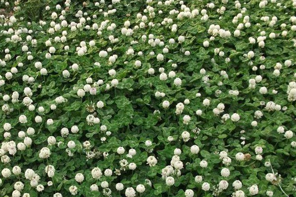 白三葉草的畝產量是多少