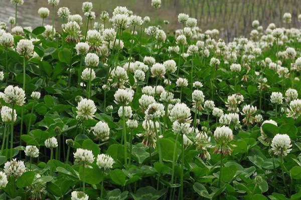 串葉松香草種子價格,多少錢一斤 串葉松香草種子價格,多少錢一斤