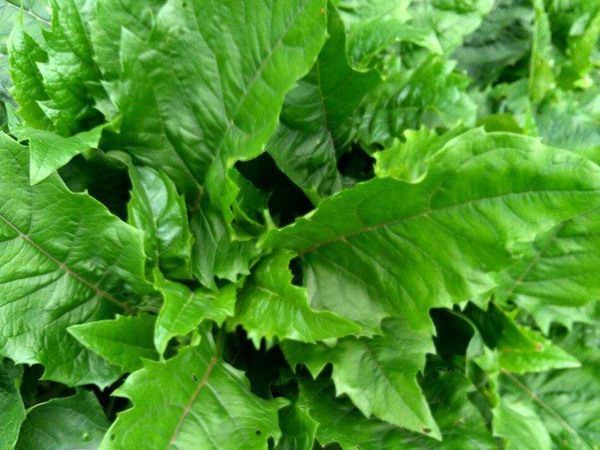 串葉松香草種子價格,多少錢一斤 串葉松香草種子價格,多少錢一斤