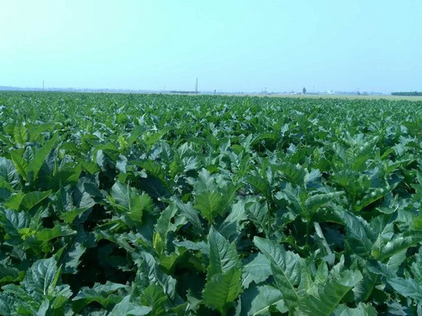 串葉松香草怎樣去毒,營(yíng)養(yǎng)價(jià)值有哪些? 串葉松香草怎樣去毒,營(yíng)養(yǎng)價(jià)值有哪些?