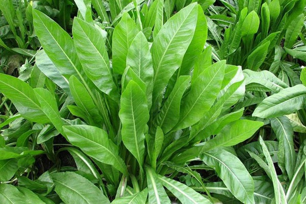 將軍菊苣種子的種植方法