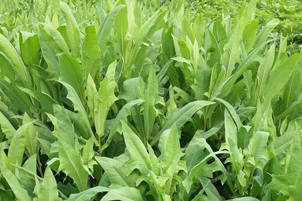 苦荬菜的畝產量是多少 苦荬菜的畝產量是多少