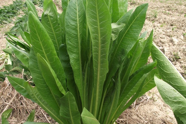 將軍菊苣種子畝播種用量