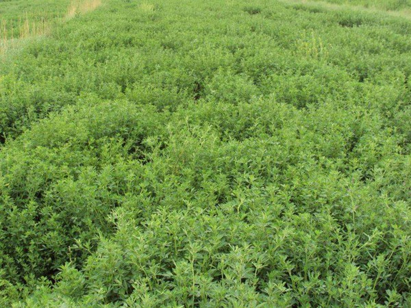 為什么說苜蓿是飼草之王 為什么說苜蓿是飼草之王