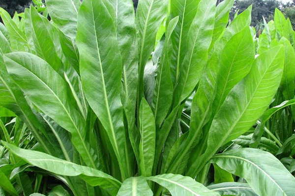 高產(chǎn)優(yōu)質(zhì)飼草菊苣有哪些特點(diǎn) 高產(chǎn)優(yōu)質(zhì)飼草菊苣有哪些特點(diǎn)