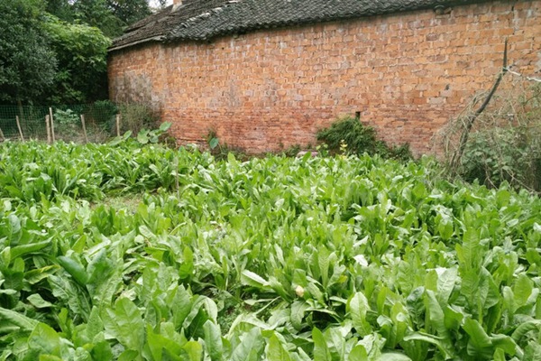 高產(chǎn)優(yōu)質(zhì)飼草菊苣有哪些特點(diǎn) 高產(chǎn)優(yōu)質(zhì)飼草菊苣有哪些特點(diǎn)