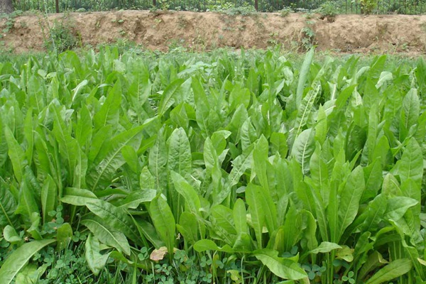 高產(chǎn)優(yōu)質(zhì)飼草菊苣有哪些特點(diǎn) 高產(chǎn)優(yōu)質(zhì)飼草菊苣有哪些特點(diǎn)