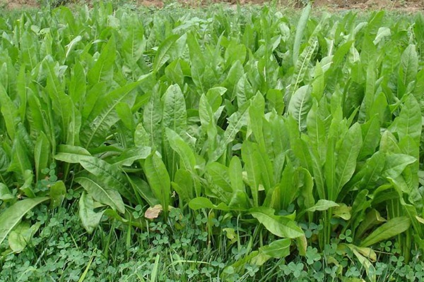 高產(chǎn)優(yōu)質(zhì)飼草菊苣有哪些特點(diǎn) 高產(chǎn)優(yōu)質(zhì)飼草菊苣有哪些特點(diǎn)