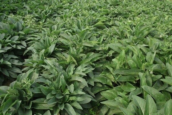 北方速生的飼草品種有哪些 北方速生的飼草品種有哪些