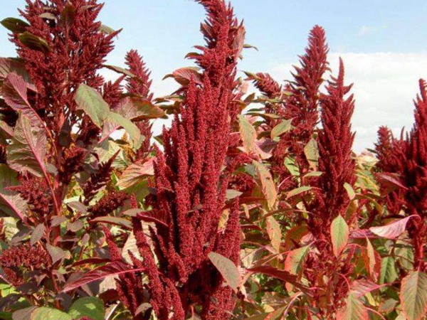 種植籽粒莧的經(jīng)濟效益如何 種植籽粒莧的經(jīng)濟效益如何