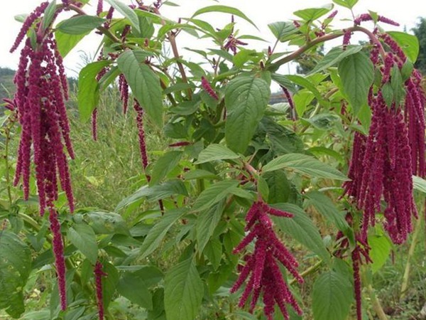 種植籽粒莧的經(jīng)濟效益如何 種植籽粒莧的經(jīng)濟效益如何