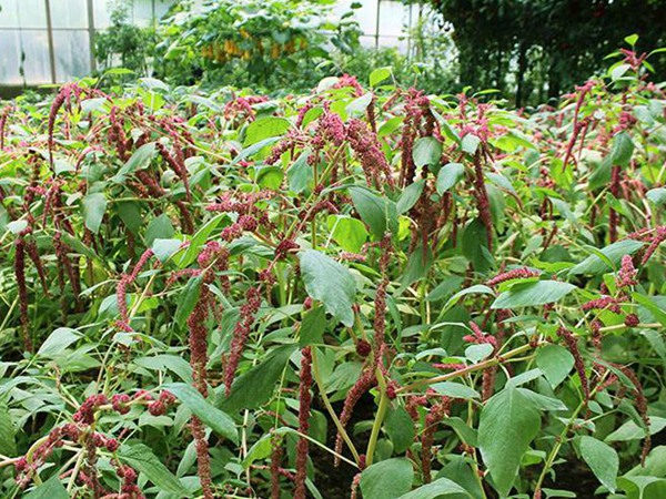 種植籽粒莧的經(jīng)濟效益如何 種植籽粒莧的經(jīng)濟效益如何