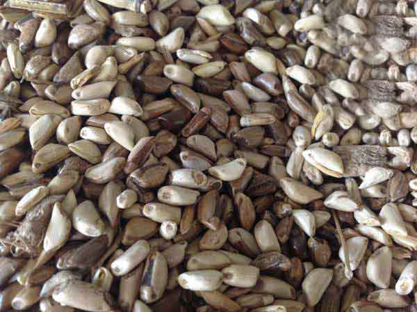 墨西哥玉米草種子怎么種植