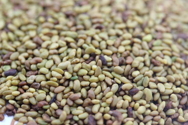 紫花苜蓿種子怎么播種,播種后多久發(fā)芽 紫花苜蓿種子怎么播種,播種后多久發(fā)芽