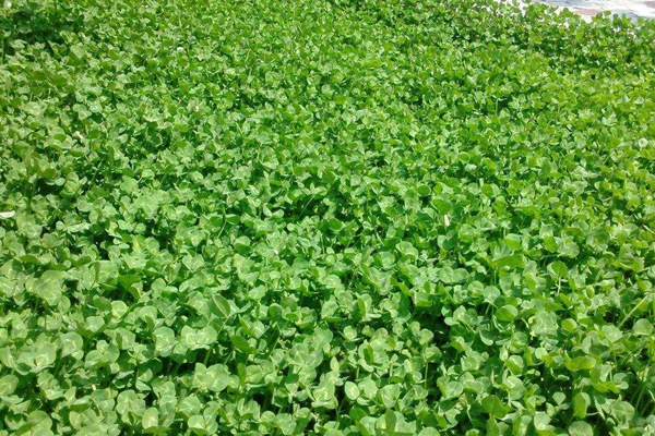 紅三葉草種子的播種方法及種植技巧 紅三葉草種子的播種方法及種植技巧