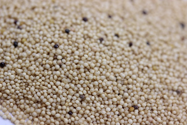 籽粒莧種子畝播種用量 籽粒莧種子畝播種用量