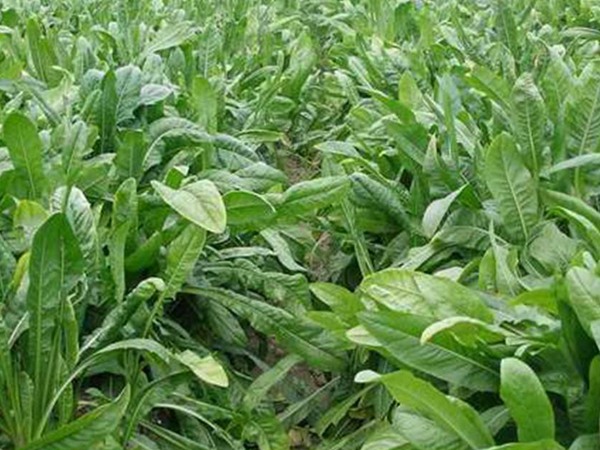 魯梅克斯種子的最佳發(fā)芽溫度 魯梅克斯種子的最佳發(fā)芽溫度