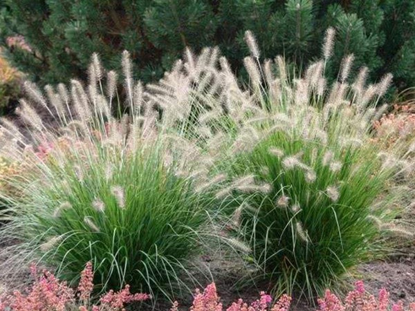 雜交狼尾草種子畝播種用量 雜交狼尾草種子畝播種用量