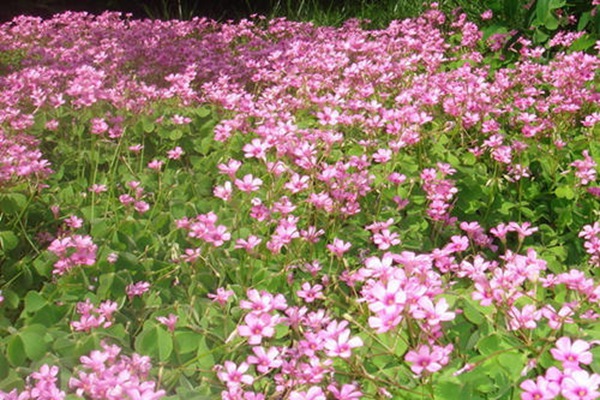 紅三葉草種子的催芽方法
