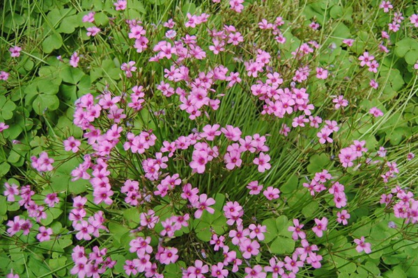紅三葉草好還是白三葉草好，有什么區別