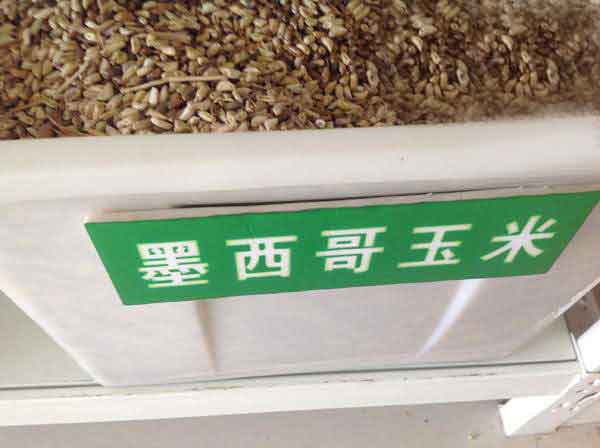 墨西哥玉米草一畝地用多少種子 墨西哥玉米草一畝地用多少種子