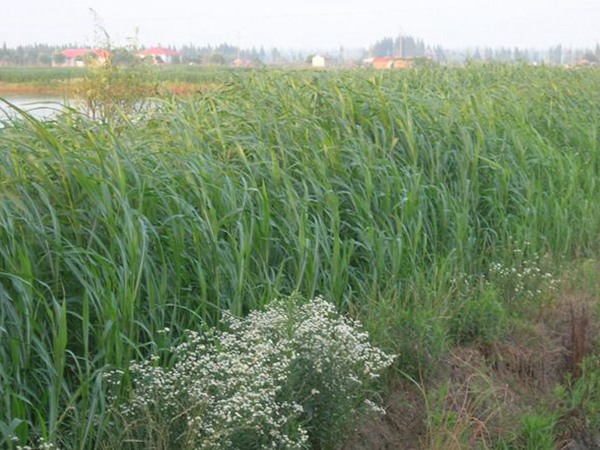 草魚吃什么草長得快 草魚吃什么草長得快