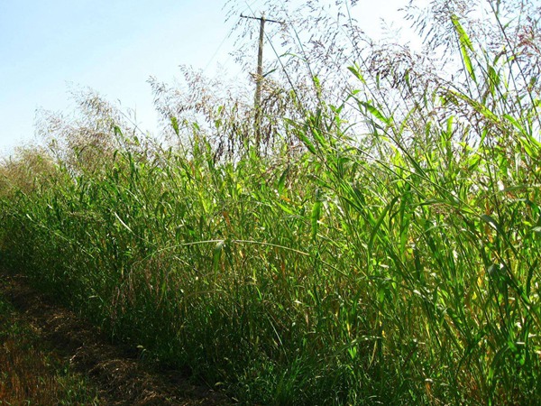 草魚吃什么草長得快 草魚吃什么草長得快
