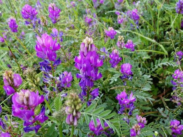 沙打旺和苜蓿草哪個(gè)更好 沙打旺和苜蓿草哪個(gè)更好