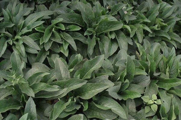 俄羅斯飼料菜與墨西哥玉米草的區別有哪些 俄羅斯飼料菜與墨西哥玉米草的區別有哪些